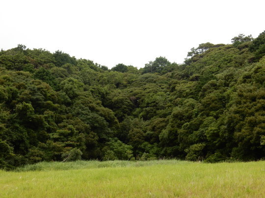 ’17，7，25（火）鳥や虫の声で賑やかな散歩道！_f0060461_11190223.jpg