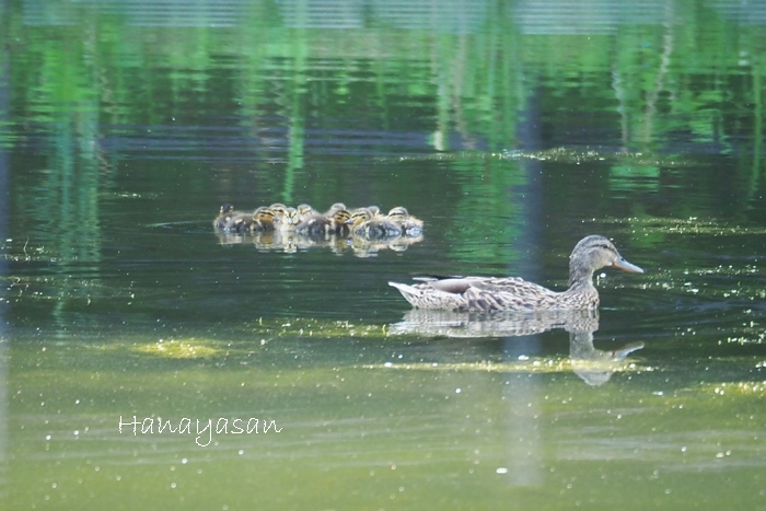 続・月寒公園ボート池_b0186563_22250141.jpg