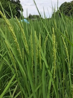 お米の花のフラワーエッセンスを作ります_b0034072_08270732.jpg