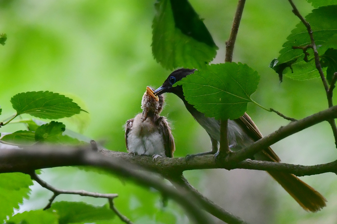 お母さんの給餌....サンコウチョウ_f0053272_01335372.jpg