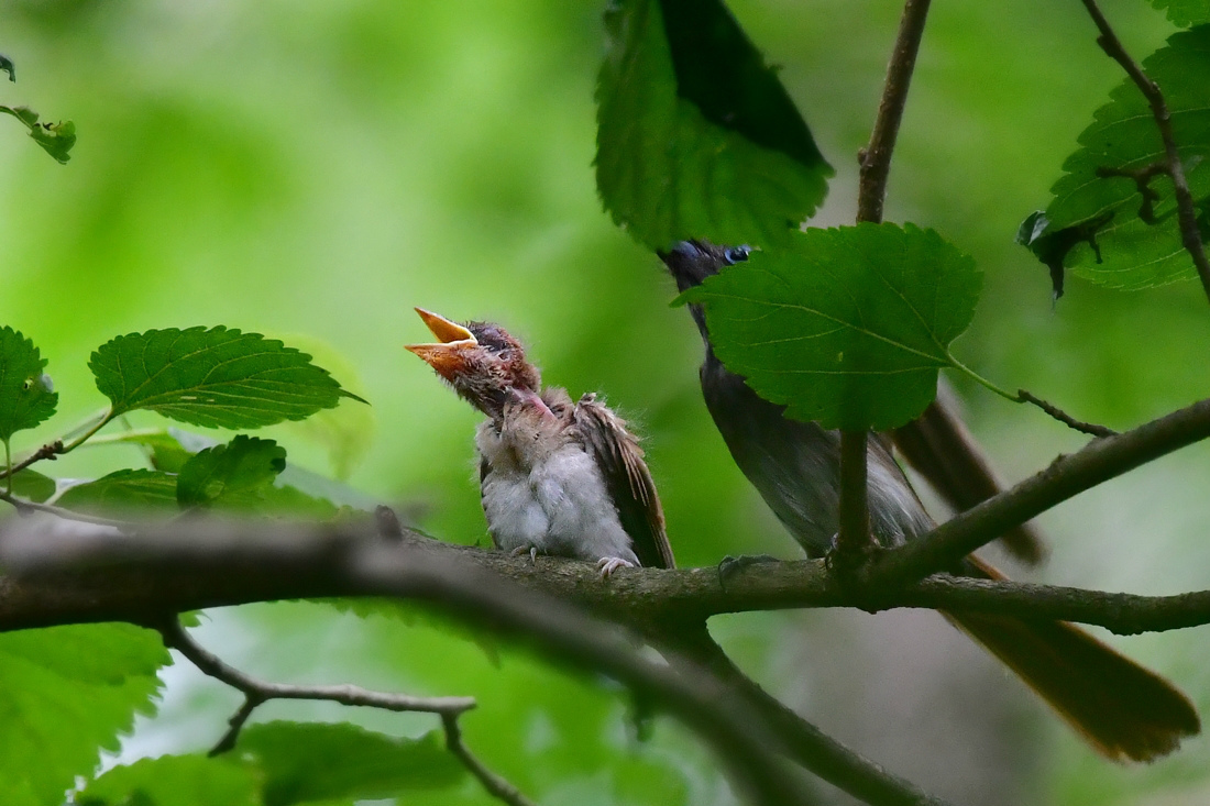 お母さんの給餌....サンコウチョウ_f0053272_01393978.jpg