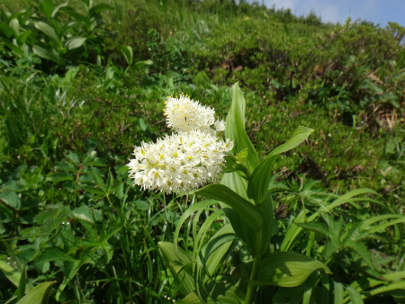 日本海から白馬岳へ②～朝日小屋まで～_d0182075_04490977.jpg