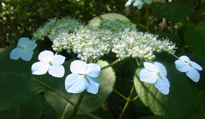 f0083977_06265415.jpg