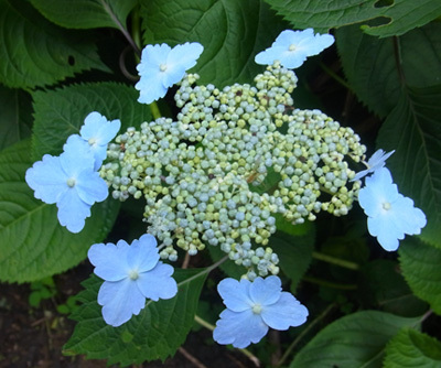 f0083977_06265469.jpg