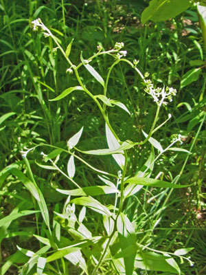 f0083977_06280606.jpg