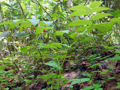 f0083977_06320470.jpg