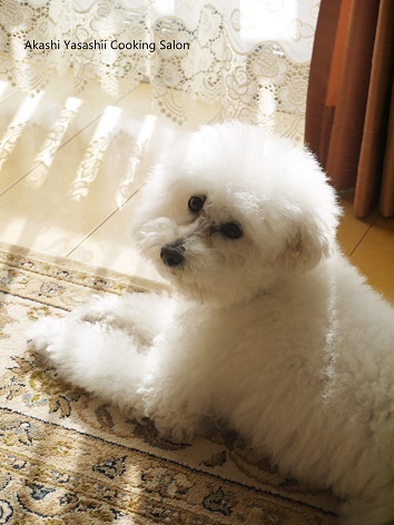 愛犬_f0361692_15321409.jpg