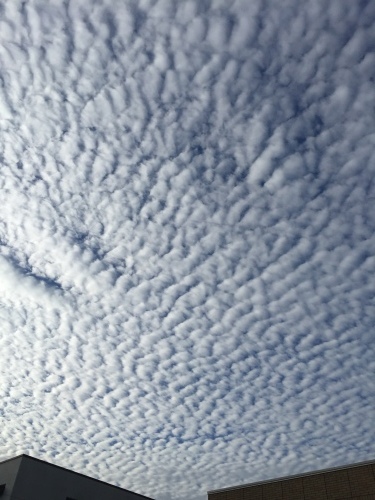 秋の雲がびっしり_a0134394_11531377.jpg