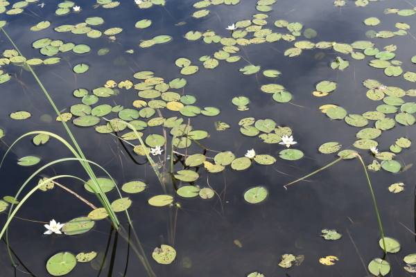 日本の水草　エゾベニヒツジグサ エゾベニヒツジグサ