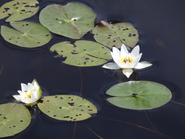 エゾベニヒツジグサが咲きました。 | tomの気まぐれ花日記