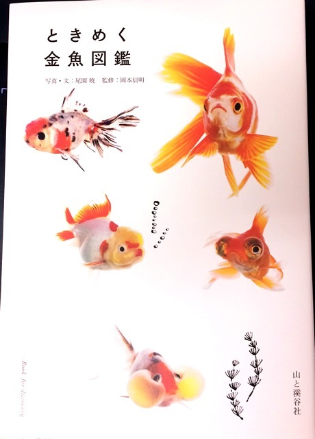 「ときめく金魚図鑑」_f0292806_11364177.jpg