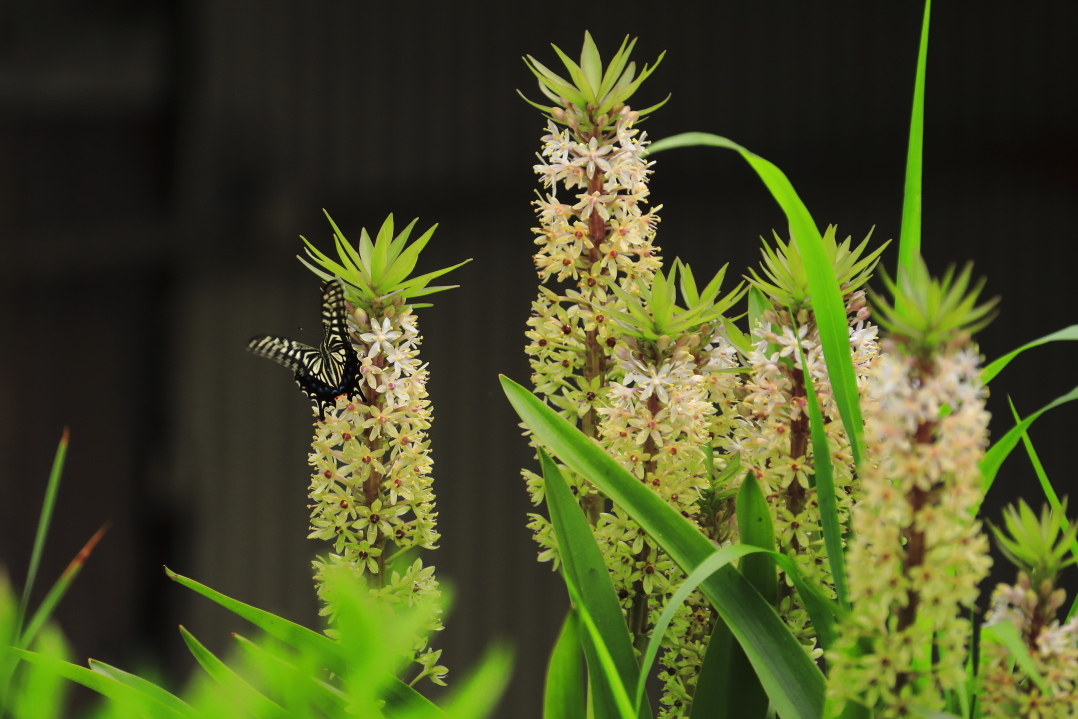 2017 夏の花_c0201929_20094693.jpg