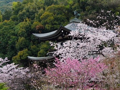 桜回顧(8)勧修寺_c0057946_22125590.jpg