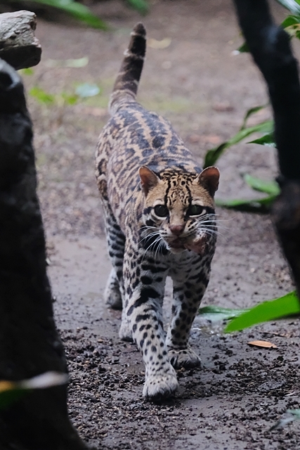 オセロットのメロディちゃん 動物園に嵌り中 オセロットのメロディちゃん 動物園に嵌り中