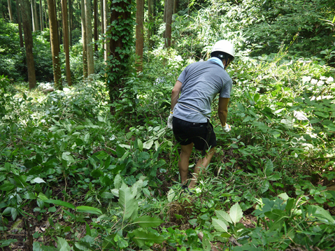 建長寺塔頭・回春院の山林の下草刈りに参加7・22_c0014967_1884378.jpg