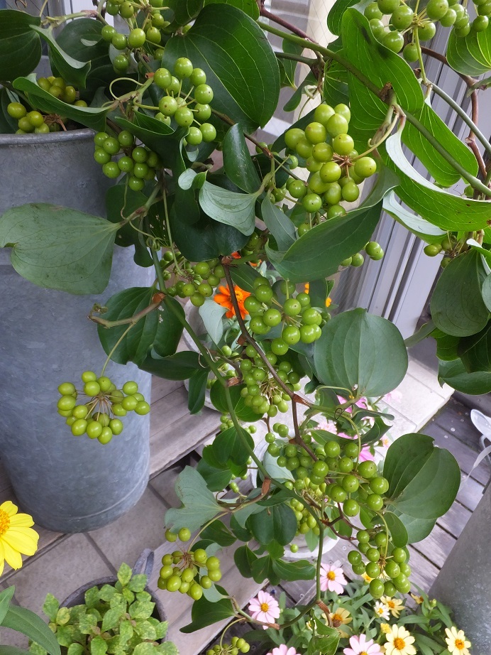 オークリーフ 山帰来 Oak Leaf