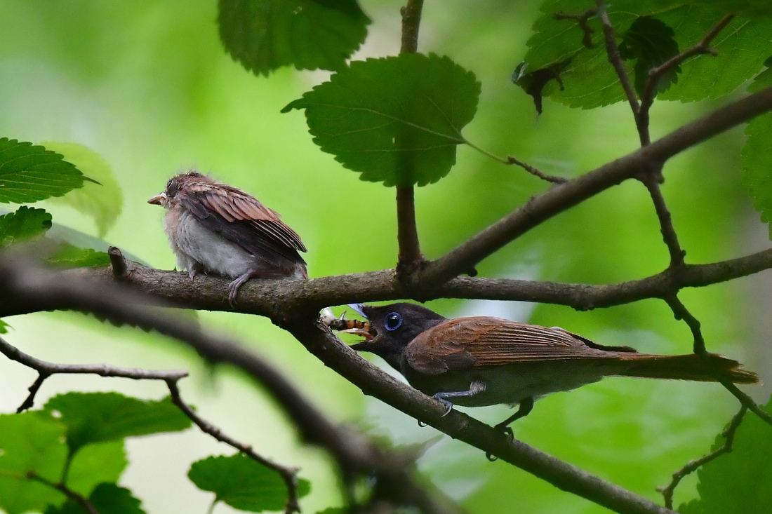 たくさん餌をもらった雛 1 サンコウチョウ_f0053272_12250017.jpg