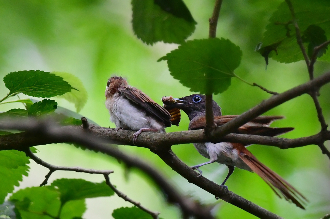 たくさん餌をもらった雛　1　サンコウチョウ_f0053272_12251491.jpg