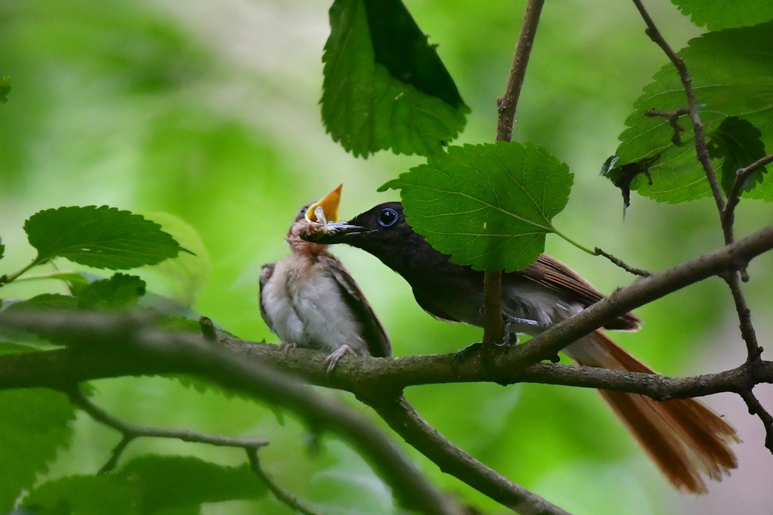 たくさん餌をもらった雛 1 サンコウチョウ_f0053272_12252658.jpg