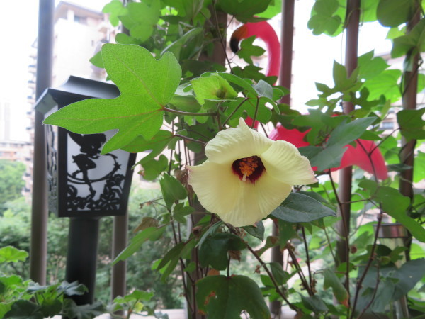 綿の花 山野草に癒されて