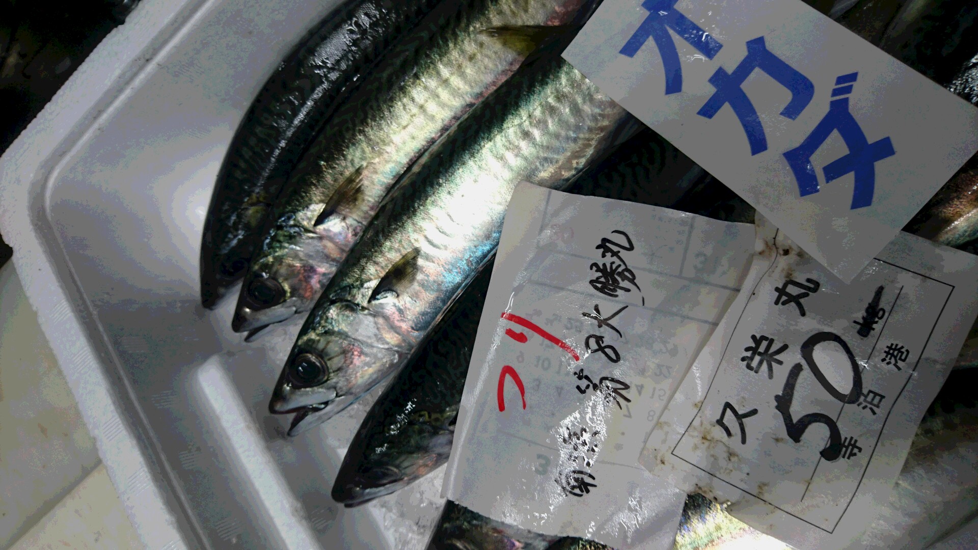 ノドグロ刺 握り 新潟 釣りサバ 寺泊 姫サザエ _f0117892_973094.jpg