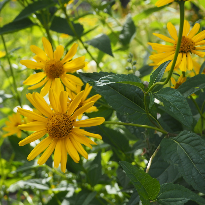 夏のお花、ヒメヒマワリ咲いた_a0292194_16183817.jpg