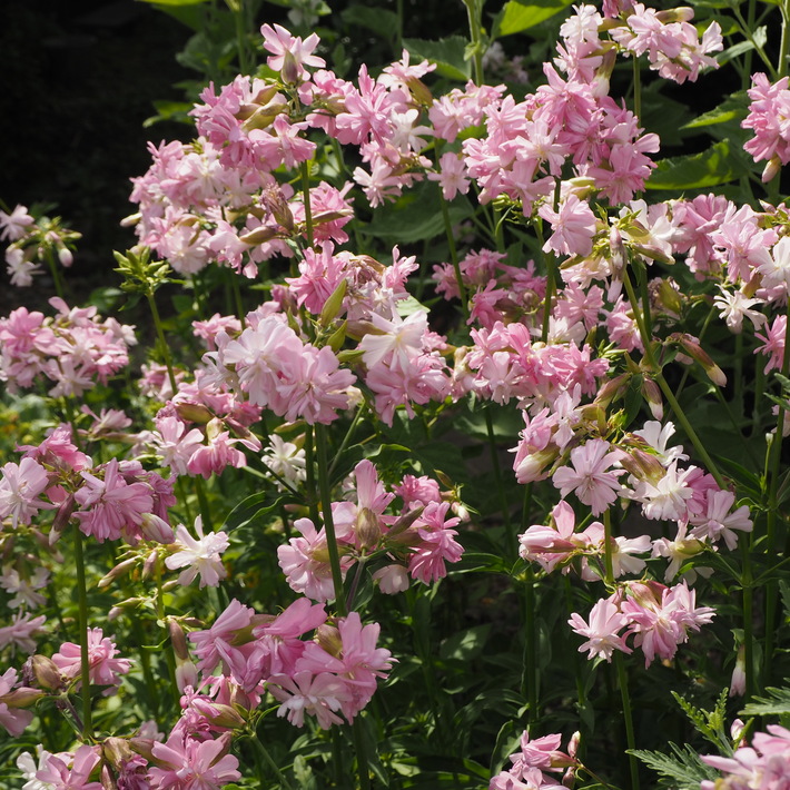 夏のお花、ヒメヒマワリ咲いた_a0292194_1621294.jpg