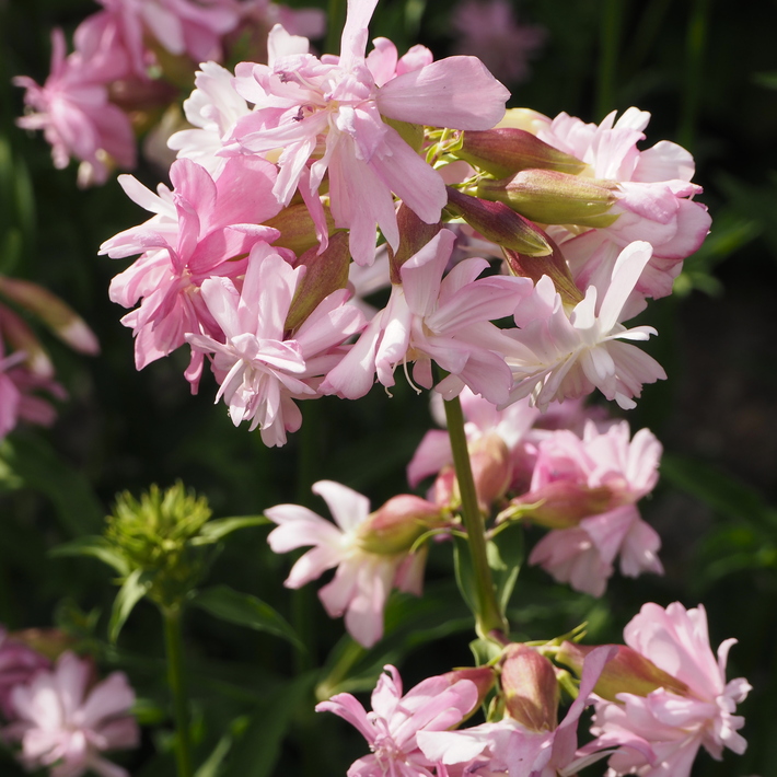 夏のお花、ヒメヒマワリ咲いた_a0292194_16222060.jpg