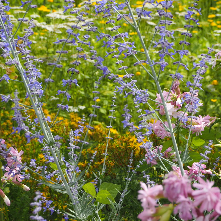夏のお花、ヒメヒマワリ咲いた_a0292194_16314870.jpg