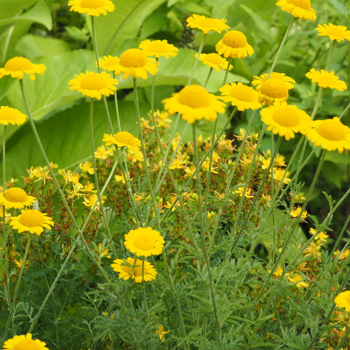 夏のお花、ヒメヒマワリ咲いた_a0292194_1644316.jpg