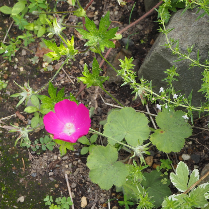 夏のお花、ヒメヒマワリ咲いた_a0292194_16521128.jpg