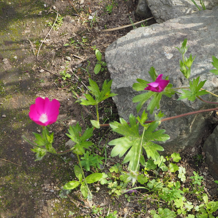 夏のお花、ヒメヒマワリ咲いた_a0292194_16524910.jpg
