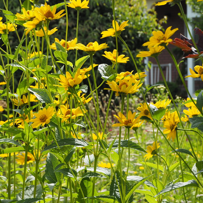 夏のお花、ヒメヒマワリ咲いた_a0292194_16564471.jpg