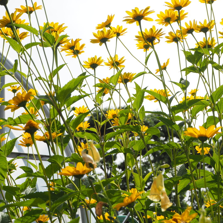 夏のお花、ヒメヒマワリ咲いた_a0292194_17315067.jpg