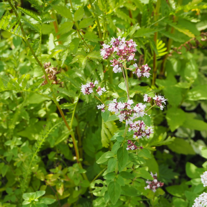 夏のお花、ヒメヒマワリ咲いた_a0292194_17331177.jpg