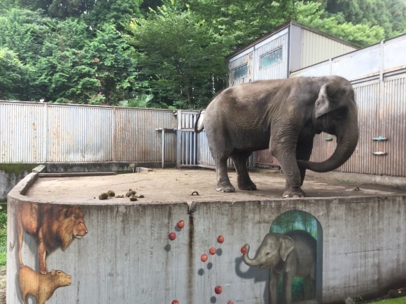 宮子 という象がいる / Named Miyako at Utsunomiya Zoo_f0362800_07432933.jpg