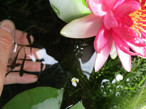 かわいいメダカ 島暮らしのケセラセラ