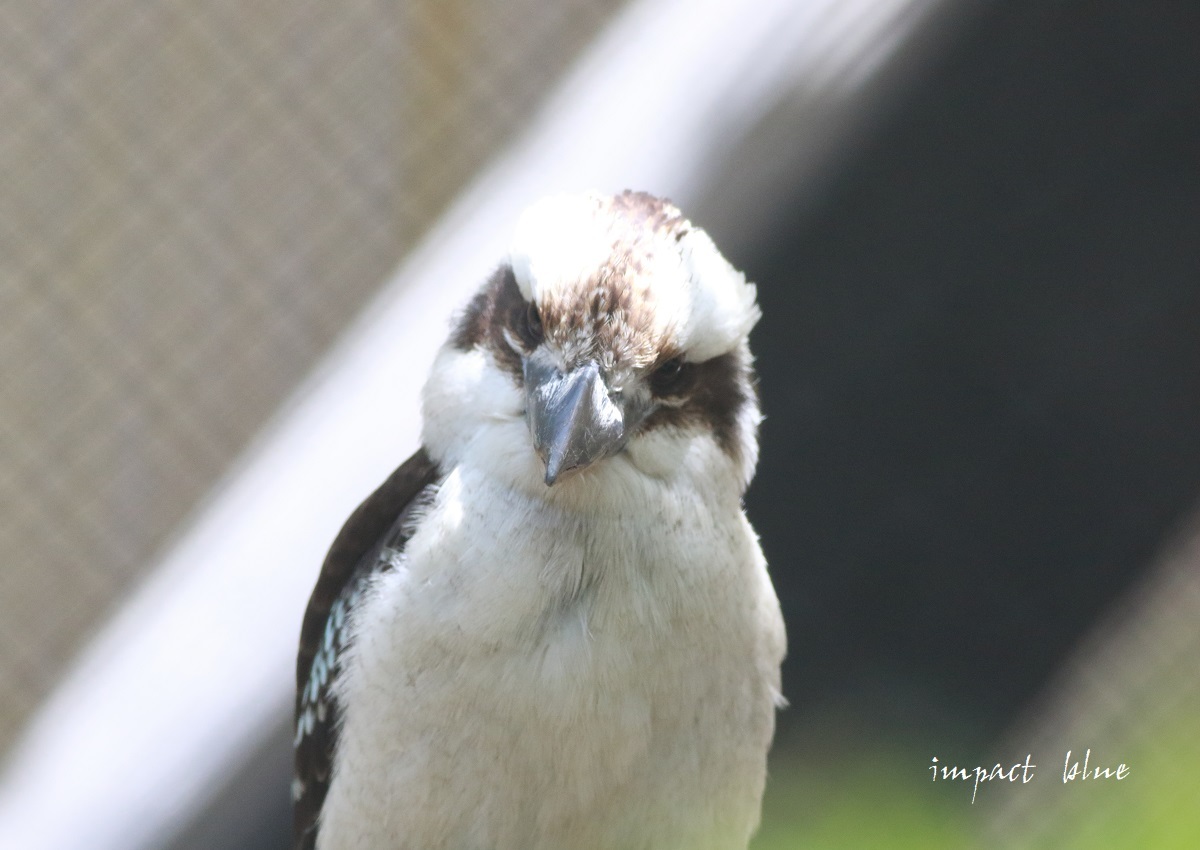 キャンベルタウン野鳥の森に行ってみた(^^)/_a0355908_14475047.jpg