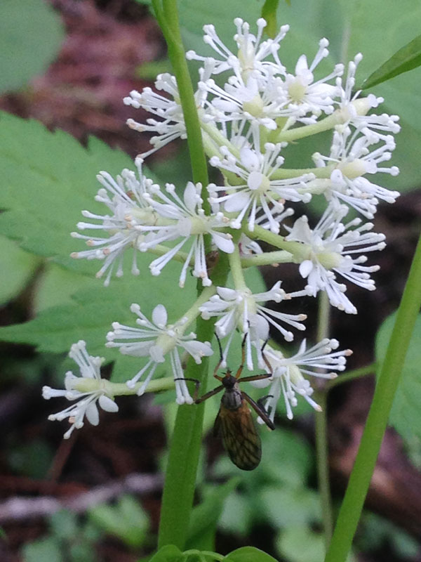 白い花にいた虫 昆虫ブログ むし探検広場