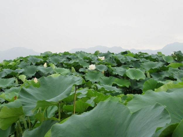 湿地畑の蓮の花と地下茎は 蓮根 17 7 26 徳ちゃん便り 湿地畑の蓮の花と地下茎は 蓮根 17 7 26 徳ちゃん便り