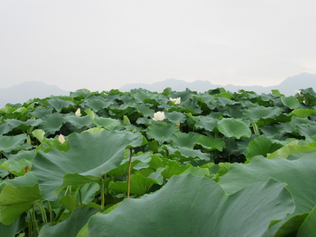 湿地畑の蓮の花と地下茎は「蓮根」…2017/7/26_f0231709_23471429.jpg