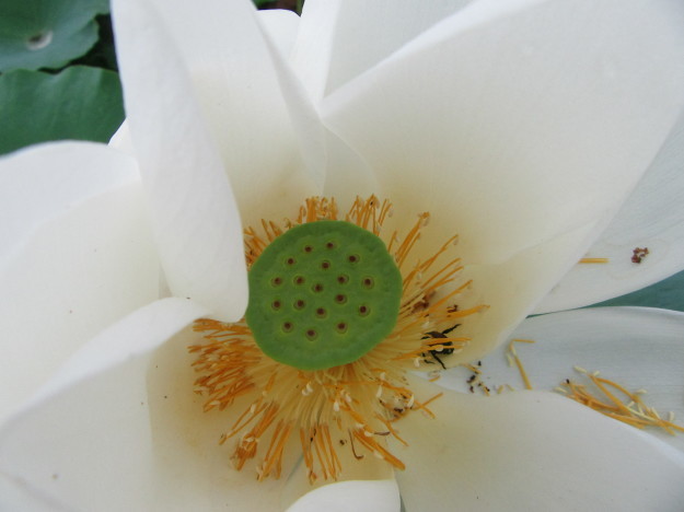 湿地畑の蓮の花と地下茎は「蓮根」…2017/7/26_f0231709_23475752.jpg