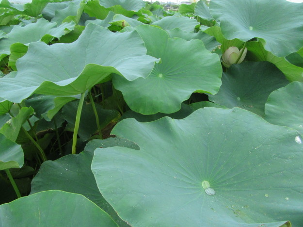 湿地畑の蓮の花と地下茎は「蓮根」…2017/7/26_f0231709_23485090.jpg