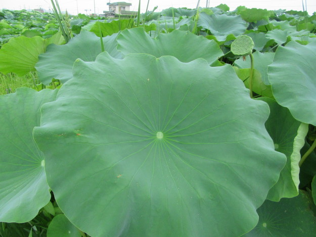 湿地畑の蓮の花と地下茎は「蓮根」…2017/7/26_f0231709_23491831.jpg