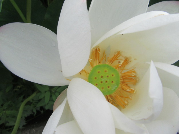 湿地畑の蓮の花と地下茎は「蓮根」…2017/7/26_f0231709_23495903.jpg