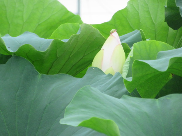 湿地畑の蓮の花と地下茎は「蓮根」…2017/7/26_f0231709_23514615.jpg