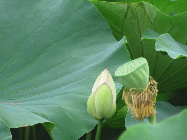 湿地畑の蓮の花と地下茎は「蓮根」…2017/7/26_f0231709_23532992.jpg