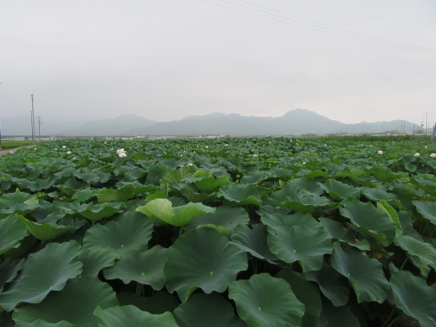 湿地畑の蓮の花と地下茎は「蓮根」…2017/7/26_f0231709_23583202.jpg