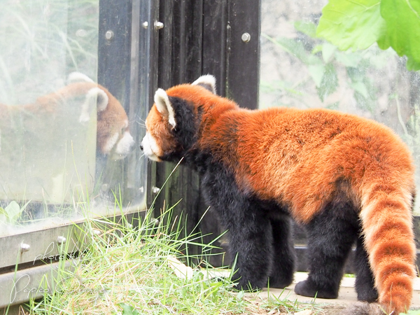 よこはま動物園ズーラシア　７月２４日　続きの１_f0321610_22104456.jpg