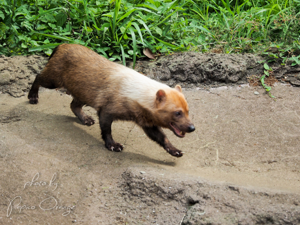 よこはま動物園ズーラシア　７月２４日　続きの１_f0321610_22183465.jpg